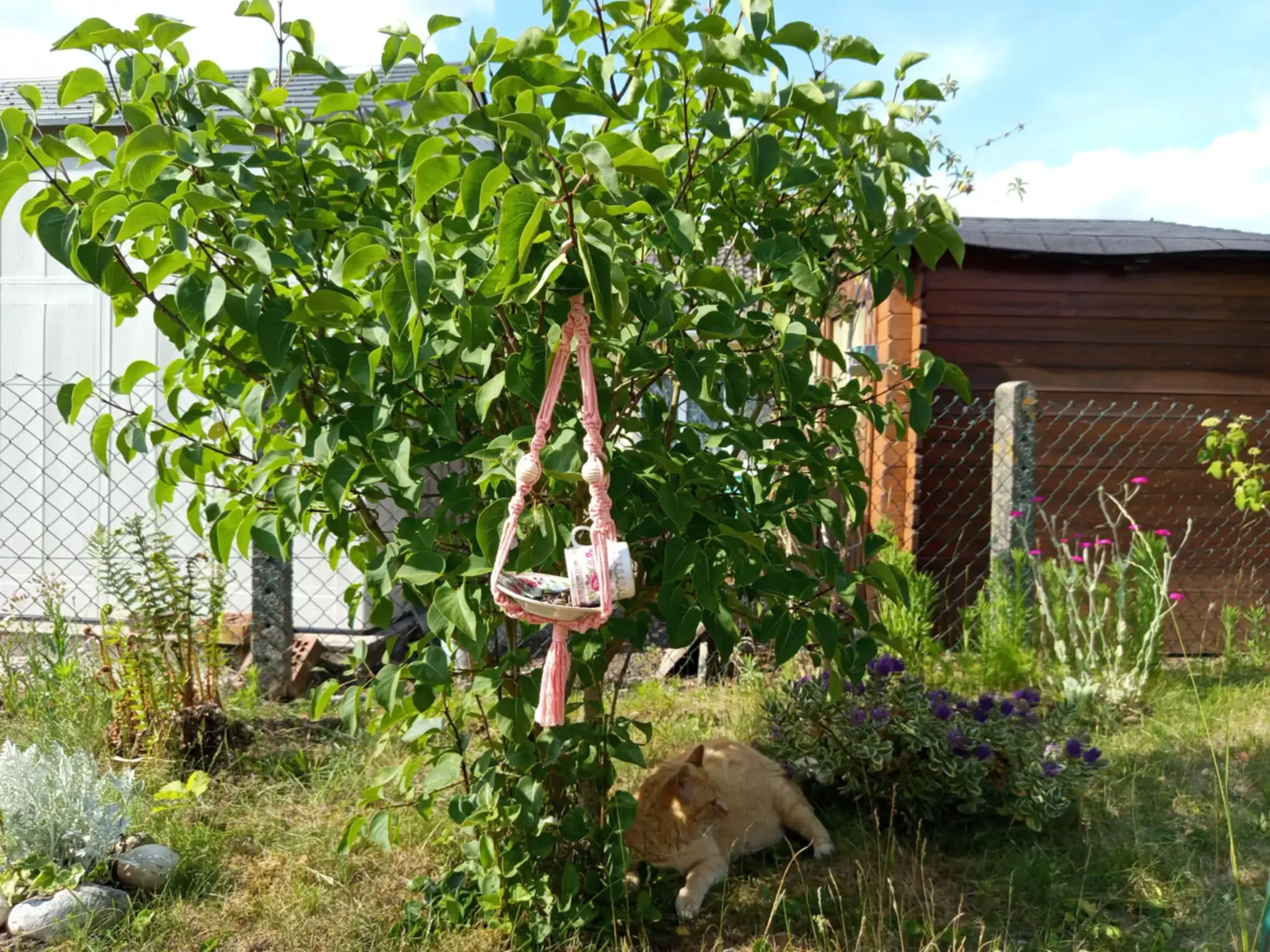 Mangeoire rose suspendue dans un buisson