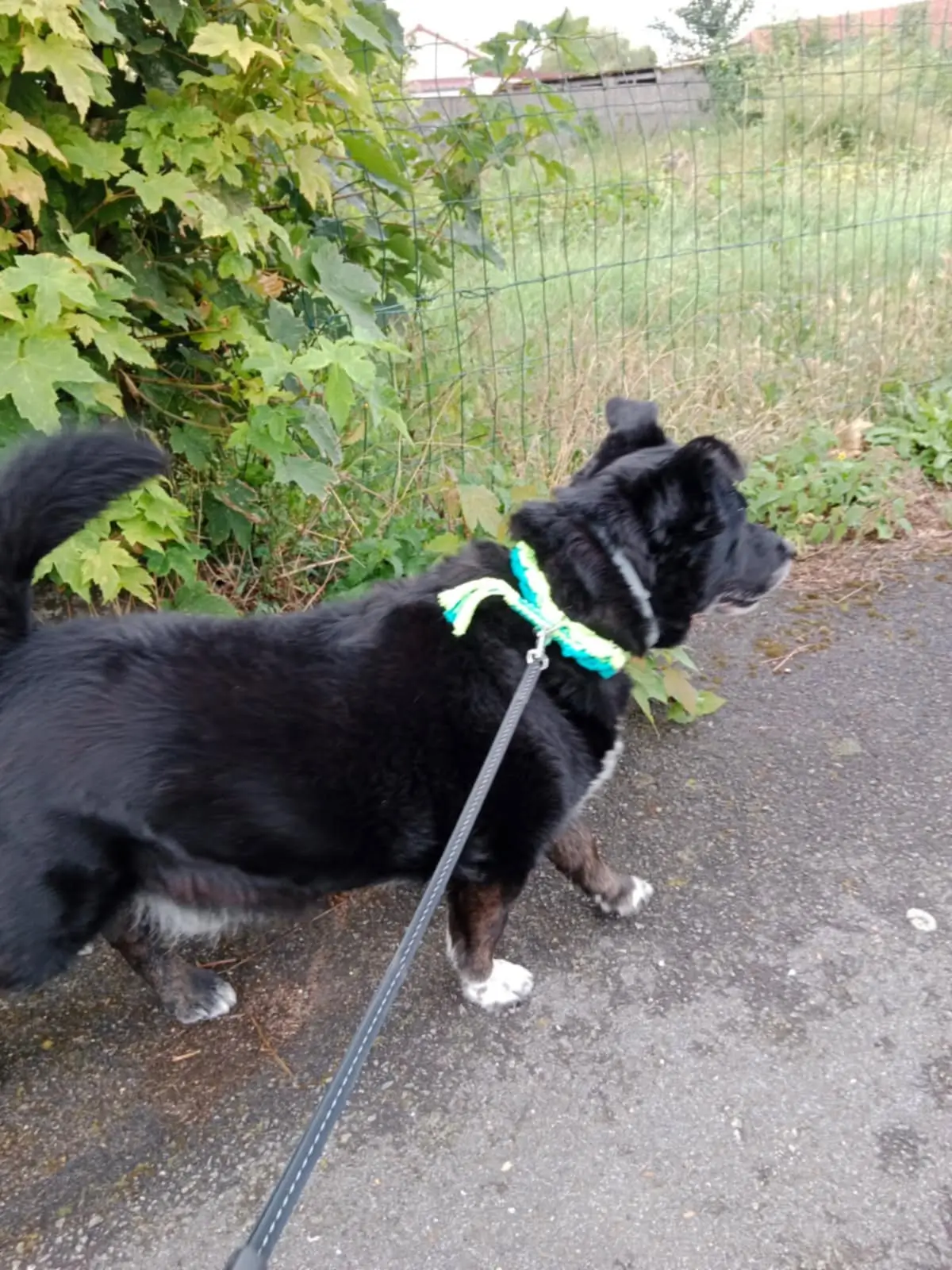 Collier pour chien modèle Hatchi, porté par un chien en promenade